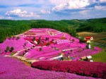 北海道の大空町では、満開です！！